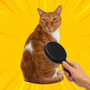 Brush Cat Challenge